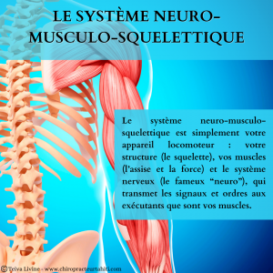 Le système neuro-musculo-squelettique