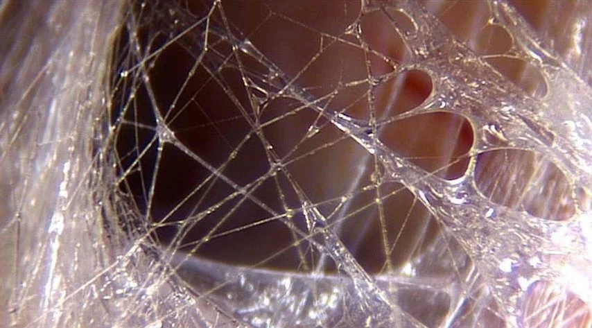 Fascia2