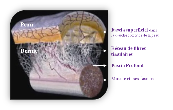 anatomie fascia 2