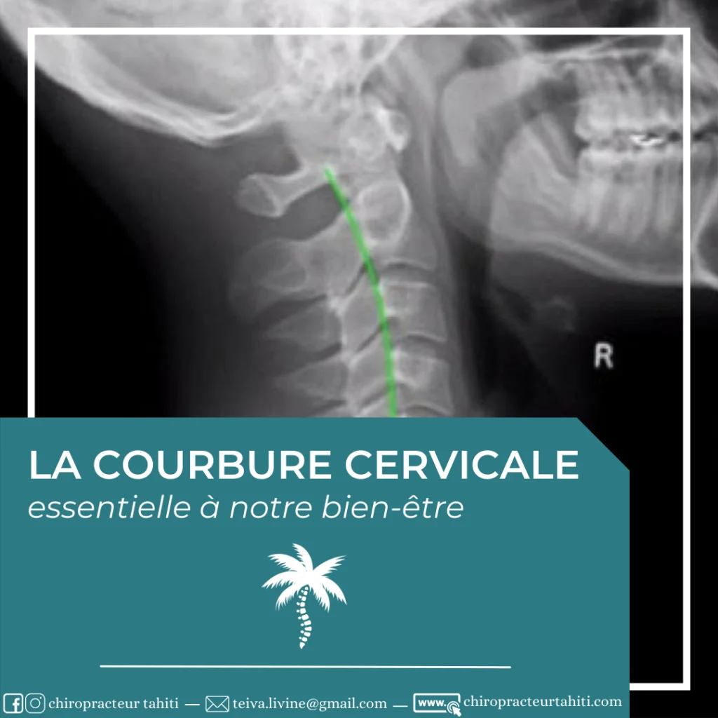 La courbure cervicale, essentielle à notre bien-être