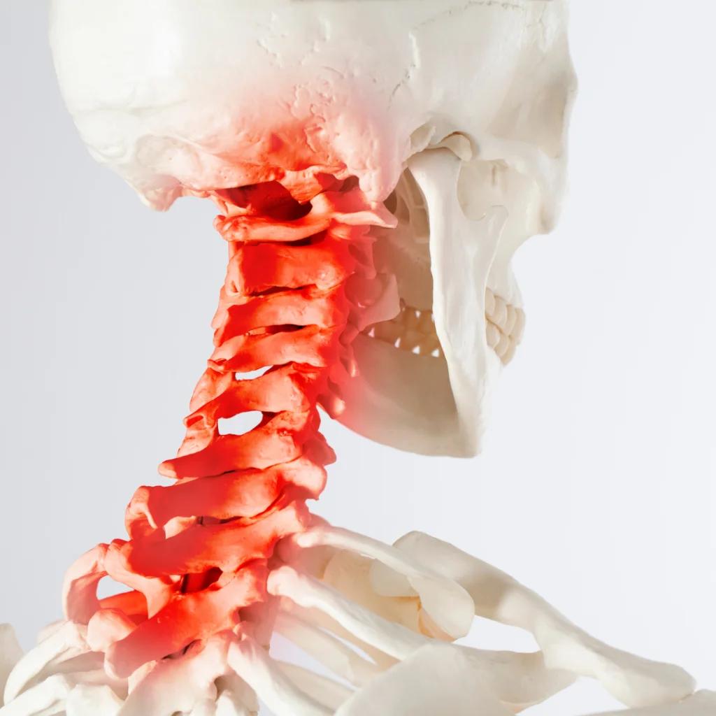 Anatomie de la courbure cervicale