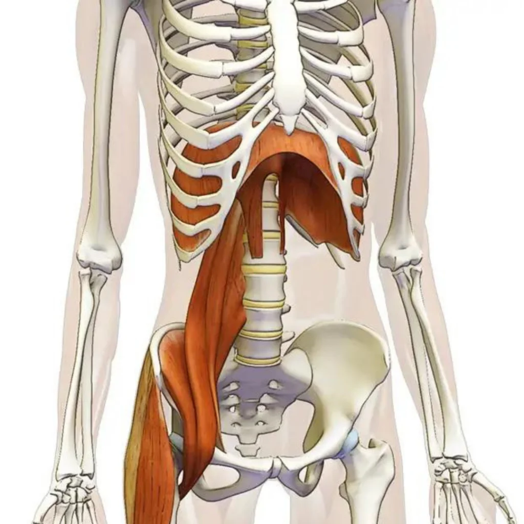 Anatomie du psoas — Tout savoir sur le psoas