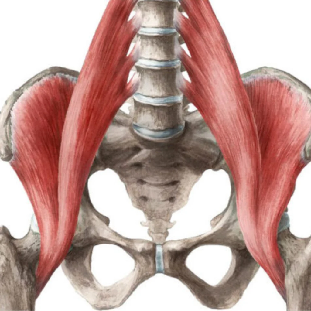 Fonctions du psoas — Tout savoir sur le psoas