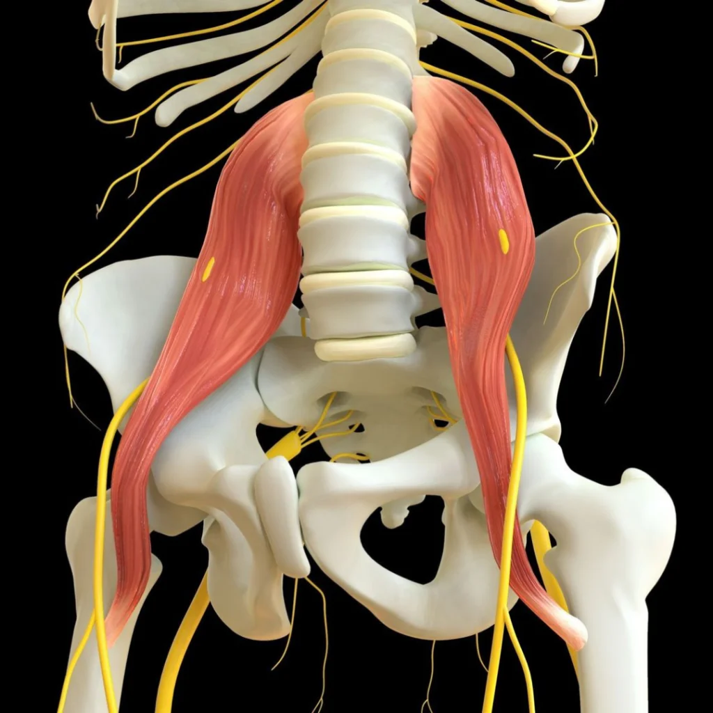 Tout savoir sur le psoas est essentiel… car le psoas l’est ! C’est un muscle central dans la
