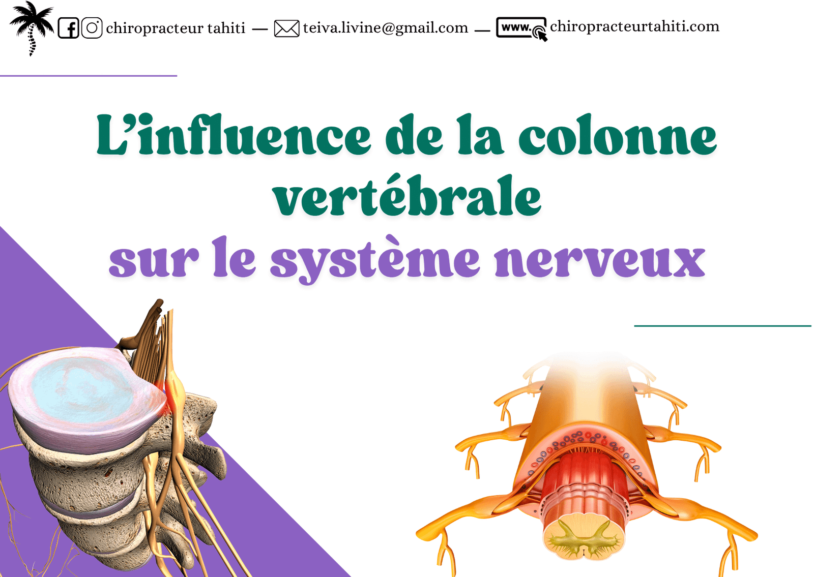 L’influence de la colonne vertébrale sur le système nerveux