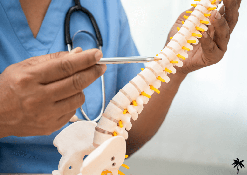 Biomécanique du dos et chiropraxie