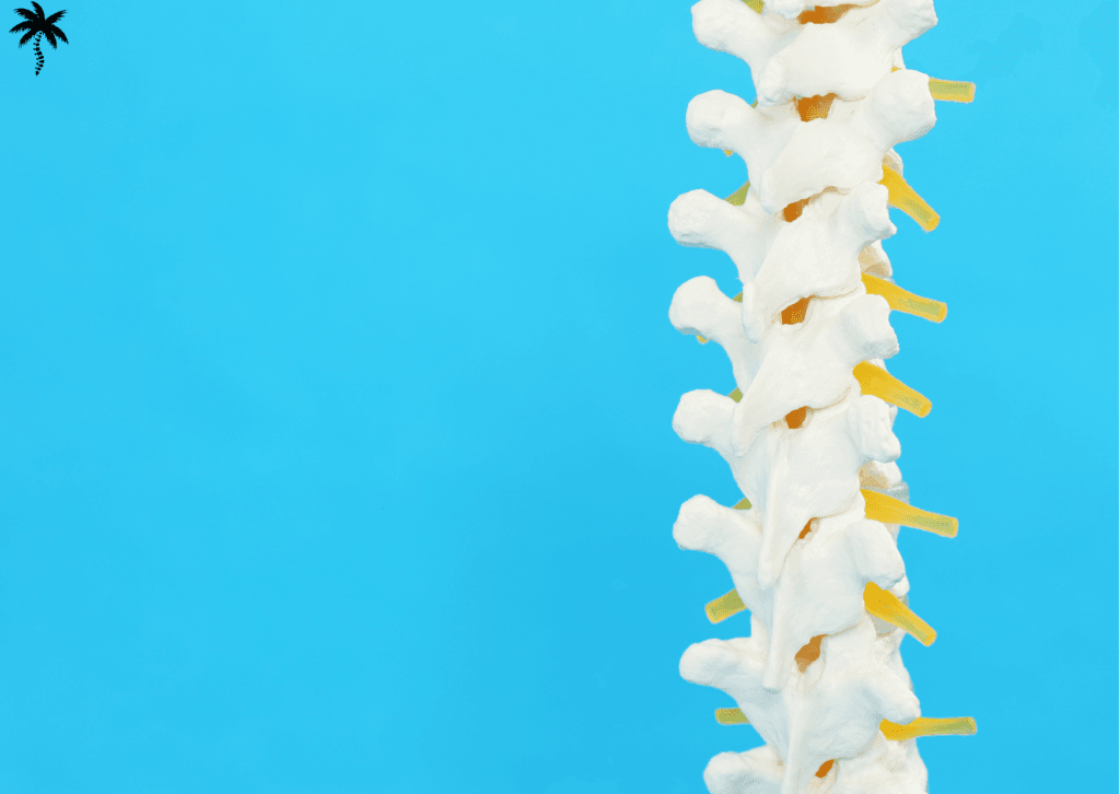 Biomécanique du dos et chiropraxie