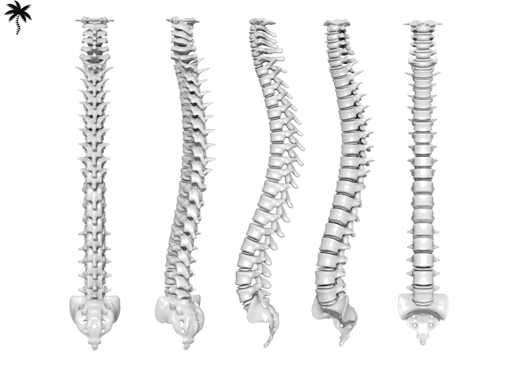 Biomécanique du dos et chiropraxie