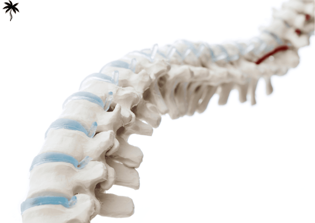 Biomécanique du dos et chiropraxie