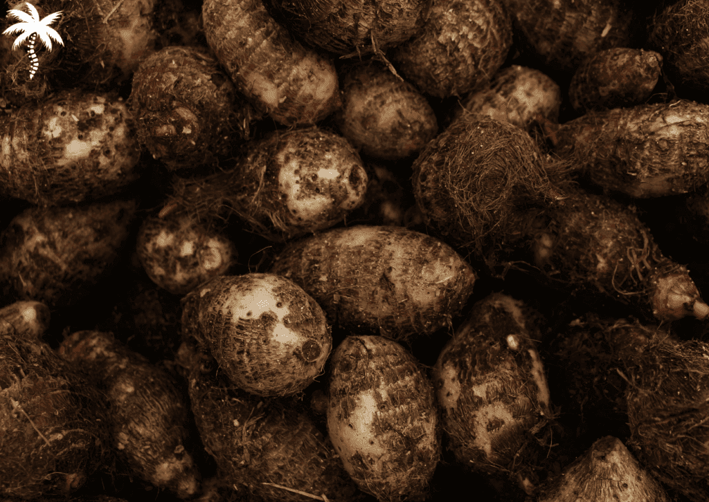 Le taro, bien plus qu'un féculent